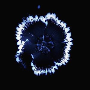 Meet your Posher, Jorge